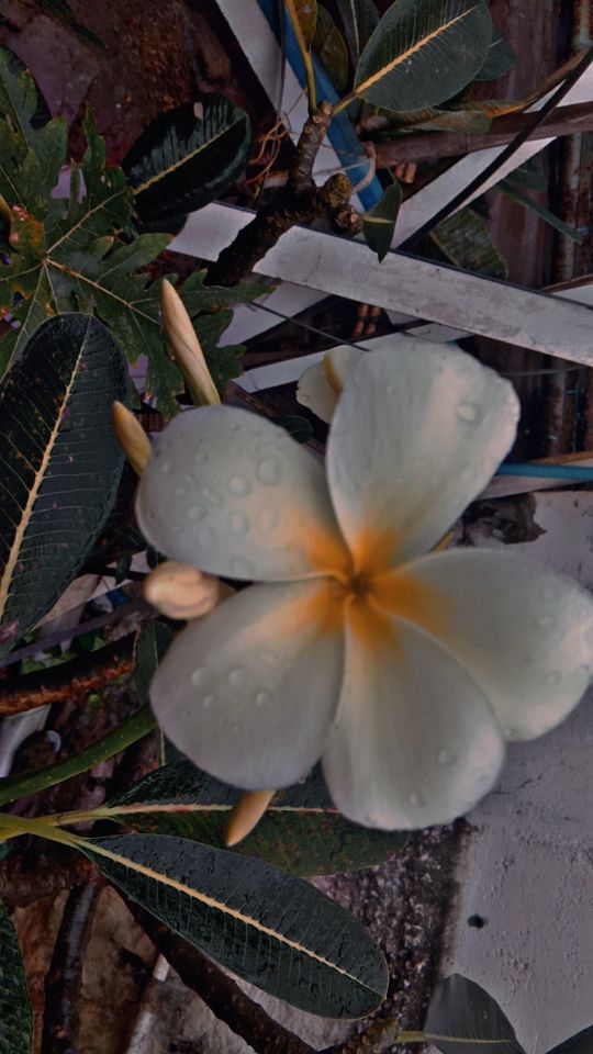 CHUNCHUSRINU1's tweet photo. #Goodmorning and #Rainyday for me here and #smileyday for all,"Now a days everything being #Traded between people,like in theire is no #trueLove and its hard to find,but who get theire #beloved person in theire life,they are #luckyperson,why bc of its hard to find a person,who https://t.co/ER3Kwi6D8l