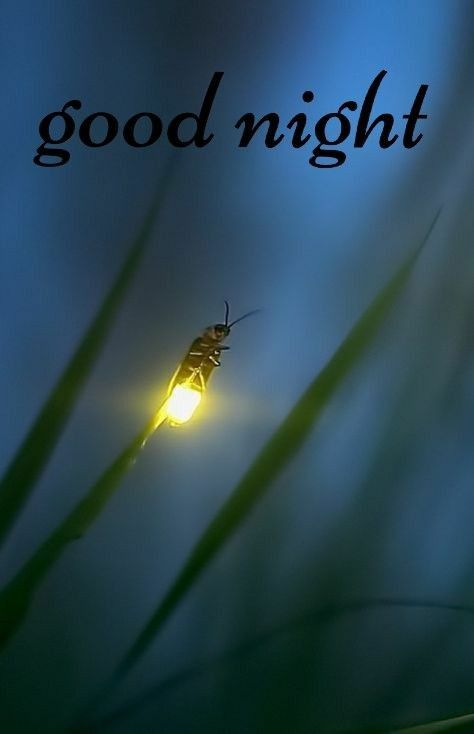 mm_carnation's tweet photo. “good night”, two si-mp-le words,who can say it to me every day for a whole life😐 https://t.co/PHTZ5xaL5Z