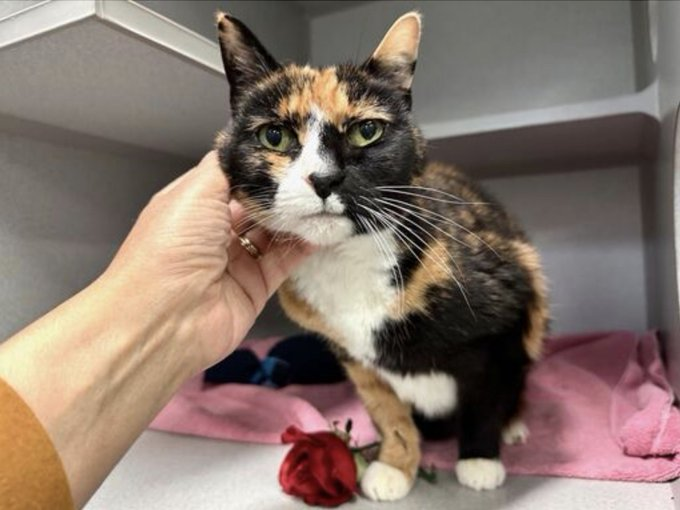 Yes 'Olive' is SAFE & yes she's free! This calico oldie is one adorable she! From NYC ACC a place of harm an adopter fell in love with her charm! Thank you all who pledged & shared & so good to see how well she fared! 😺🐈💞👏