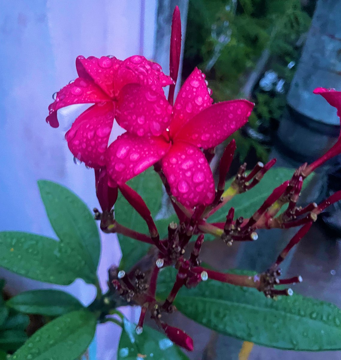 shanthi_vp's tweet photo. 🌺 దేవగన్నేరు !!
#templetree #flowers https://t.co/Ns02LX215k