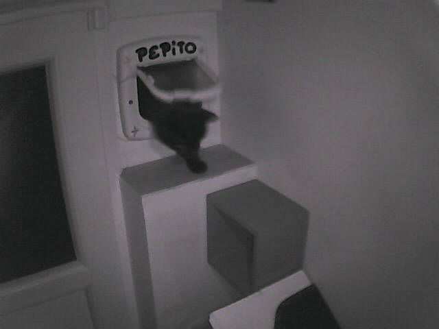 PepitoTheCat's tweet image. Pépito is back home (05:42:51)