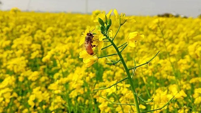 হলুদের গালিবে ঢাকা বিস্তৃত মাঠ,কৃষকরাও দেখছেন লাভের মুখ।