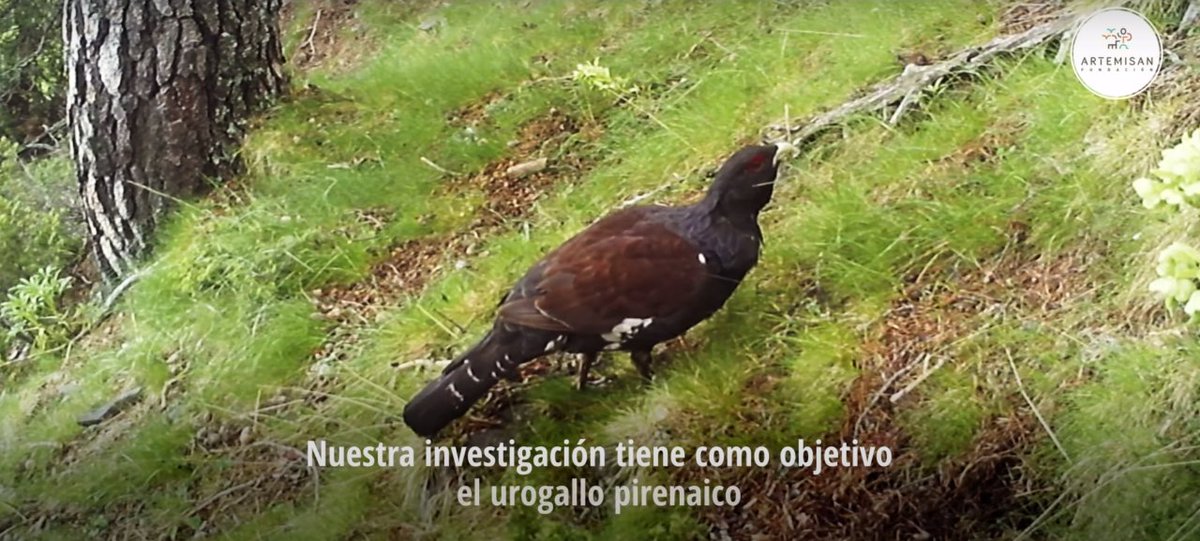 FACEforHunters's tweet photo. 💫 New #BiodiversityManifesto Project!

🌿 Preserving Europe's #Wildlife: #Hunters are SAVING the endangered Spanish Capercaillie! 🐦

Learn how #hunters are tackling:
✅habitat destruction
✅climate change,
✅human activities
which are the significant factors causing the decline of the #Capercaillie.

📌 More: https://t.co/ixyqucZlO2