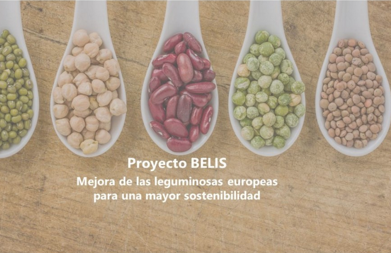 #MATERIASPRIMAS | Proyecto Belis: mejora de las leguminosas europeas para una mayor sostenibilidad Tiene como objetivo aumentar la competitividad del sector de la mejora genética de leguminosas en la UE y los países asociados tinyurl.com/fxxax4a3 @BELIS_EU @HorizonteEuropa