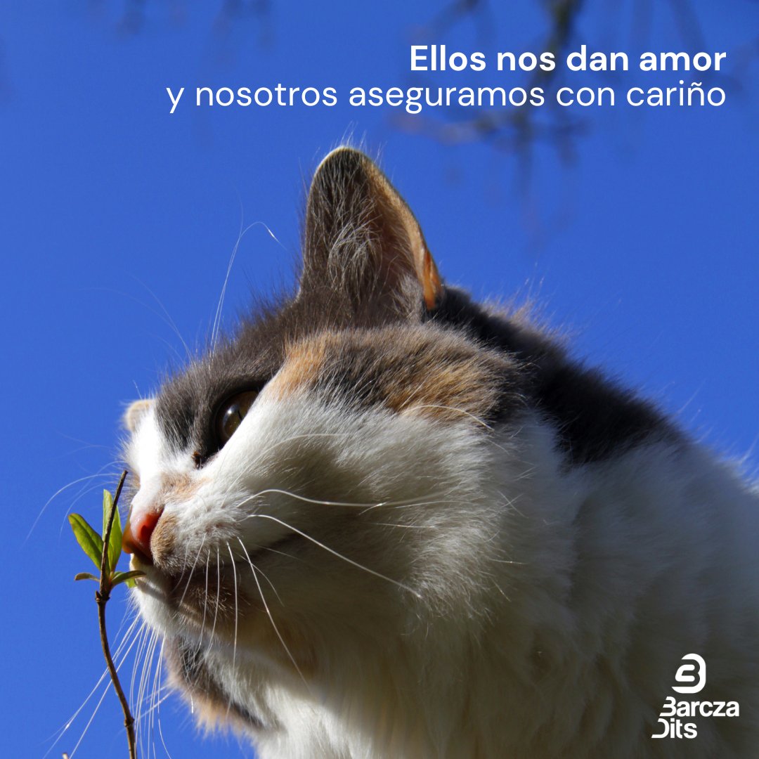 SegurosBarczaDi's tweet photo. Adoptar es un acto de amor que hacen las personas. 
Otro acto de amor que te proporcionamos en Barcza Dits es salvaguardar su salud y su bienestar. 🐾

#mascotas #seguroanimales #insurance #segurosaxa #seguros #barczaditsseguros #agenciadeseguros https://t.co/YlRjfkCHW1
