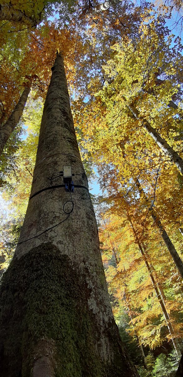 fondazionemach's tweet photo. Kick-off meeting of the #RemoTrees project today and tomorrow at FEM campus.
Funded by the EU Horizon program - and coordinated by FEM- RemoTrees aims to develop and test an innovative IoT-based tool to map forest status.
#internetofthings #forests #carbonsequestration https://t.co/ml1dNfPKaS