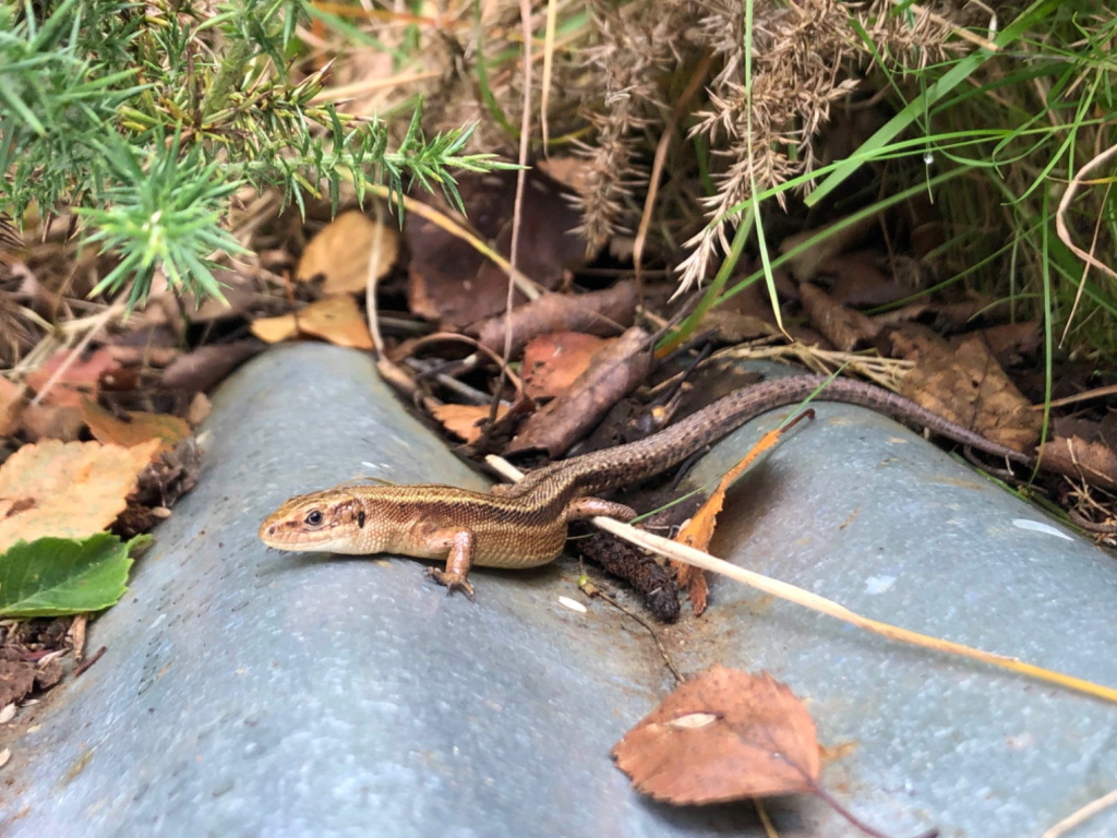 Did you spot our #RecordoftheWeek last week? Thanks to Paul Leafe for submitting their record and photo of the Common Lizard via the #LercWalesApp. Keep your records coming everyone! @cofnod @SEWBReC @wwbic1 #wildliferecording