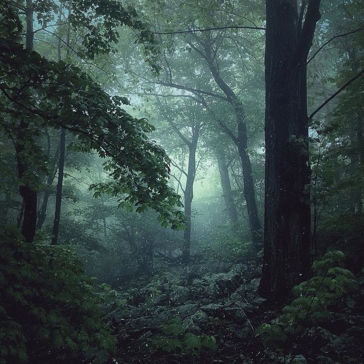 mystic forest.