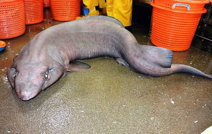 Bu, 2015 yılında İskoçya kıyılarında kazara yakalanıp serbest bırakılan, 'kanepe köpekbalığı' olarak da bilinen 'sahte kedi köpekbalığı'dır.
