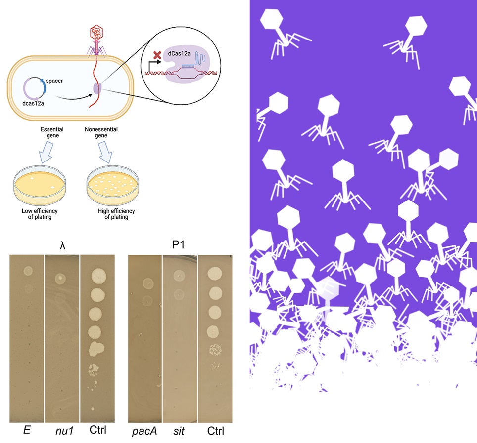 PLOS Biology (@plosbiology) on Twitter photo #Phages are key drivers of #MicrobialEvolution, but many #phage genes are poorly understood. <a href="/denish_piya/">Denish Piya</a> <a href="/AdamArkinLab/">AdamArkin_Lab</a> <a href="/vivek_mutalik/">Vivek Mutalik</a> &co use arrayed genome-wide #CRISPRi to map gene the essentiality landscape in the iconic coliphages λ & P1. #PLOSBiology plos.io/3uLtzgU #Phages are key drivers of #MicrobialEvolution, but many #phage genes are poorly understood. <a href="/denish_piya/">Denish Piya</a> <a href="/AdamArkinLab/">AdamArkin_Lab</a> <a href="/vivek_mutalik/">Vivek Mutalik</a> &co use arrayed genome-wide #CRISPRi to map gene the essentiality landscape in the iconic coliphages λ & P1. #PLOSBiology plos.io/3uLtzgU