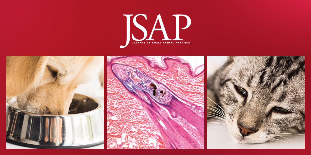 BSAVA tweet media