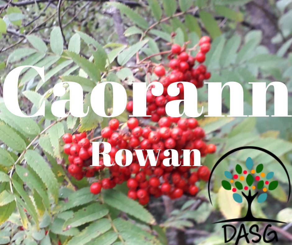 DASG_Glaschu's tweet photo. 🔴
CAORANN - ROWAN (genus sorbus)
🌳
#Caorann #RowanTree #MountainAsh #Craobhan #GaelicTrees #Nàdar
#Lusan #ScottishWildlife #Bláthanna #ScottishHighlands
🌲
#Alba #Scotland
#Gàidhlig #Gaelic #ScottishGaelic
#DigitalArchiveofScottishGaelic #DASG https://t.co/AUES8jRayO