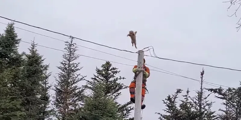 VOCMNEWS's tweet photo. Cat Jumps from Utility Pole as Newfoundland Power Employee Attempts Rescue

https://t.co/eAZTpS3APN https://t.co/7j5aQxElcj