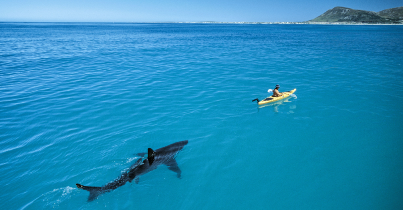 From unknown creatures to spooky caves, the ocean is full of things that make us hesitate to dive in. We've collected all of the scariest pics the ocean has to offer. wackojaco.com/en/ocean-mind-…