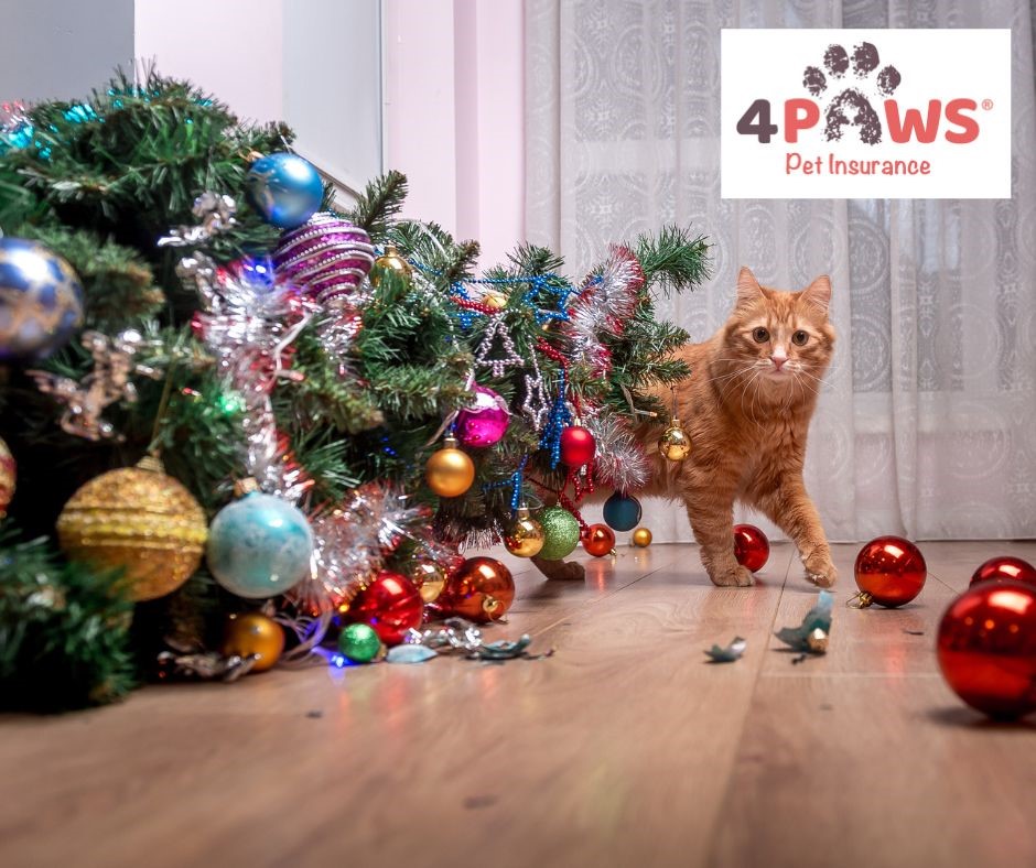 We wonder how many fellow cat owners can relate to this at this time of year? 🎄 🐾🐾 #4Paws #4PawsPetInsurance #PetInsurnce #Cat #CchristmasTree #CatsinChristmasTrees