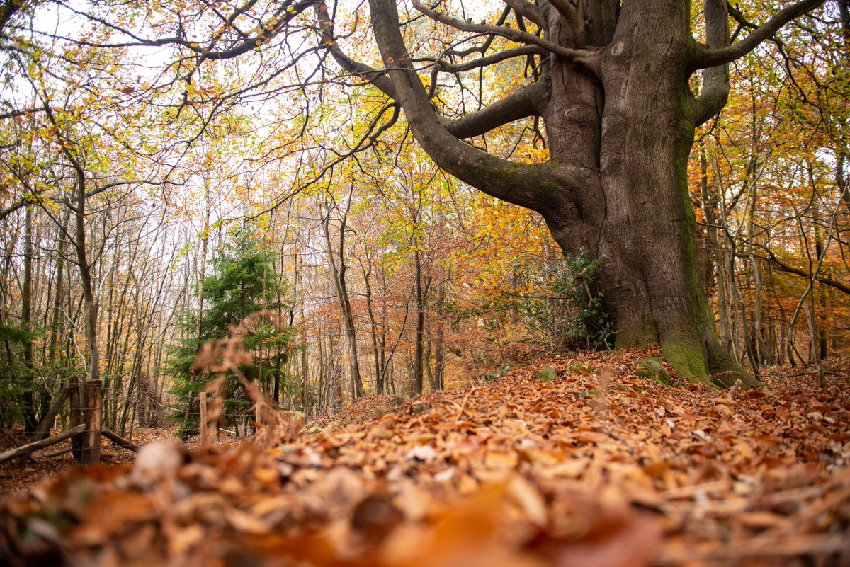 ⚠️ It's one of the reasons we need to protect #AncientWoodlands. If their soils are disturbed, it would take hundreds of years for their mycorrhizal networks to reform! 👉 Explore the irreplaceable ecosystems under our woods here: woodlandtrust.org.uk/publications/2…