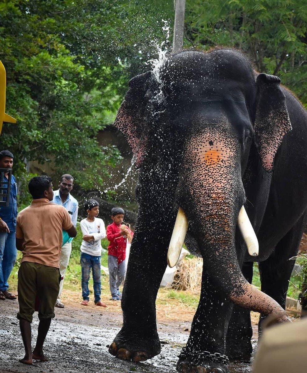 ಅರ್ಜುನ ಅಂಬಾರಿಯ ಜೊತೆ ಕನ್ನಡಿಗರ ಮನಸನ್ನು ಹೊತ್ತಿದ್ದ.. ಅವನ ಸಾವು ಅತ್ಯಂತ ನೋವು ಉಂಟು ಮಾಡಿದೆ💔