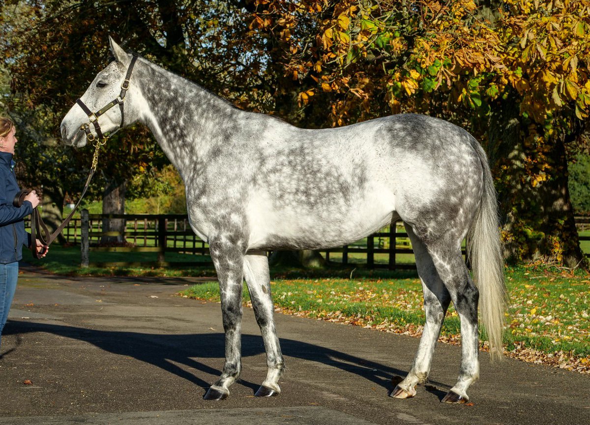 Trinity Park Stud tweet media