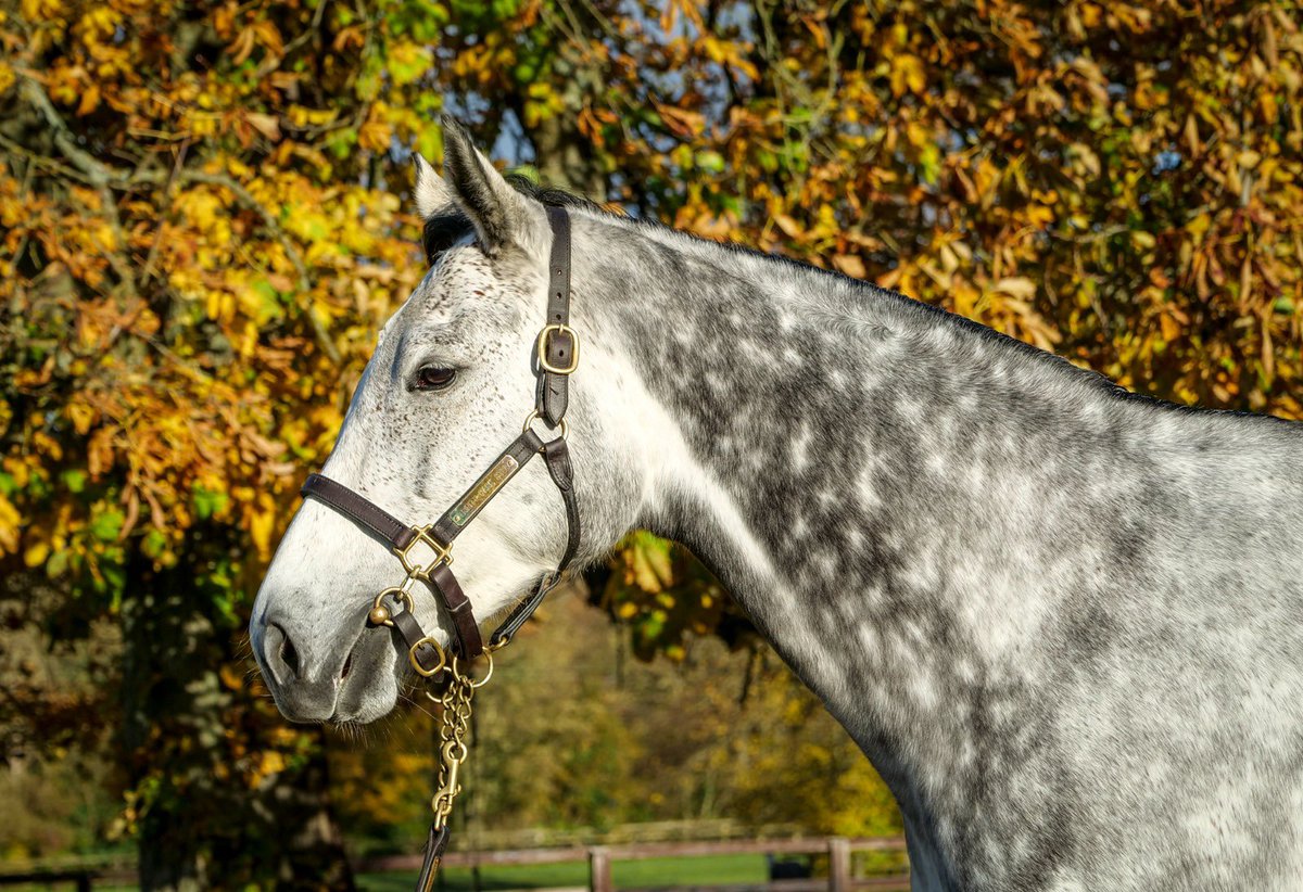 Trinity Park Stud tweet media