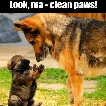 Gsd_Worlds's tweet photo. #selfie #mydogiscute#gsdloverss #dog#germanshepherds #shepherd #barked#gsdsofinstagram #dogcuddle #doghugs #thegermanshepherdworld #viral #trending #barked #dodo https://t.co/OsJg9Z9yMb