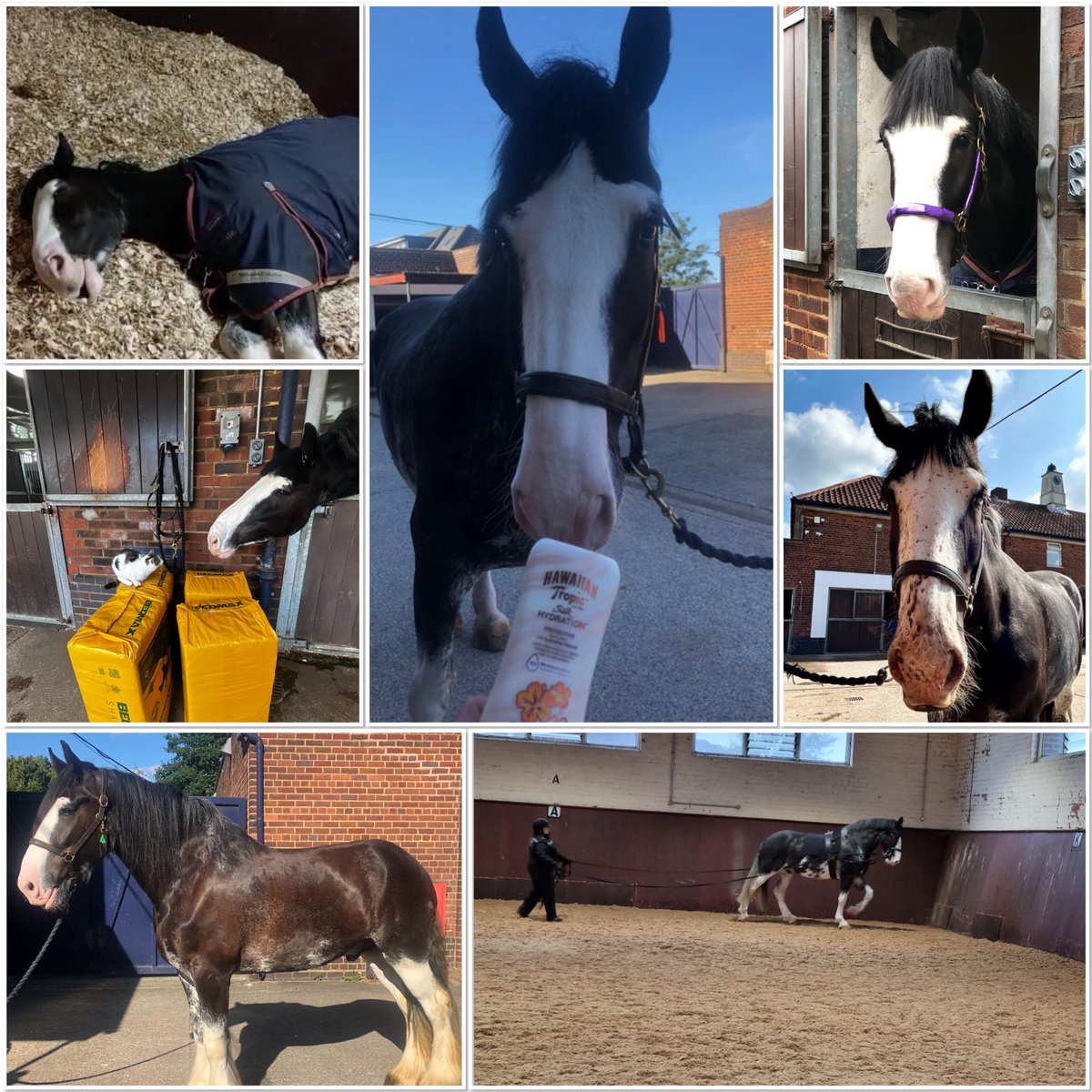 Mer Pol Mounted tweet media