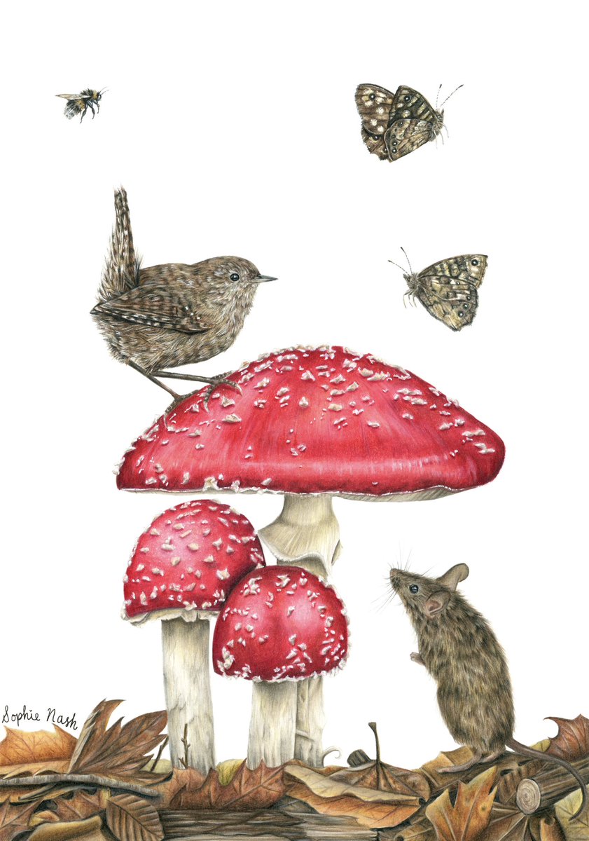 drawwithsophie's tweet image. Hi, I’m Sophie, a 19 year old wildlife artist from Cornwall, and I would love to be able to share my art with more people! I would be so grateful if you could share this post and have a look at some of my work. Thank you! ❤️

#wildlife #art #britishwildlife @MeganMcCubbin #artist