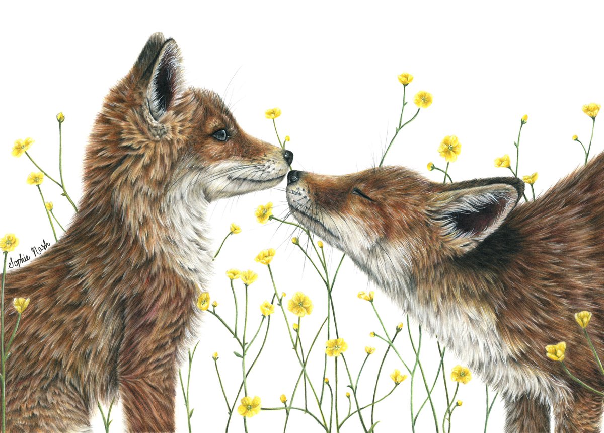 drawwithsophie's tweet image. Hi, I’m Sophie, a 19 year old wildlife artist from Cornwall, and I would love to be able to share my art with more people! I would be so grateful if you could share this post and have a look at some of my work. Thank you! ❤️

#wildlife #art #britishwildlife @MeganMcCubbin #artist