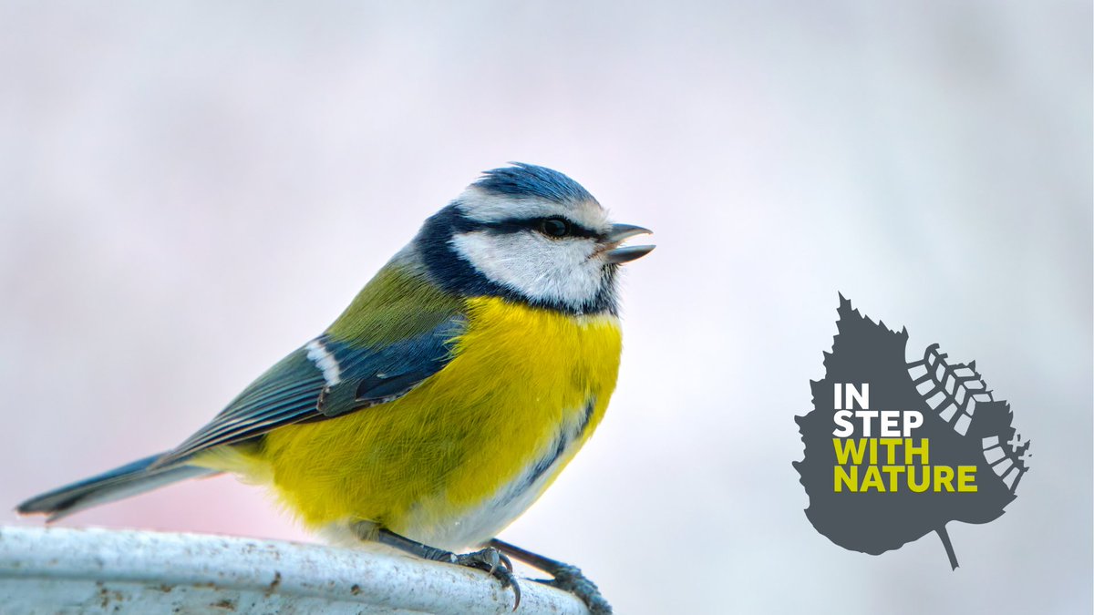 Trustinthepark's tweet photo. 🎵Songbirds - a subsect of all birds have particularly developed voice boxes allowing them to sing complex songs. These include most little birds you are likely to see on a bird feeder

Visit @SongBirdSBS to discover &amp; listen to recordings of their songs.

 #InStepwithNature https://t.co/nGy1597IVI