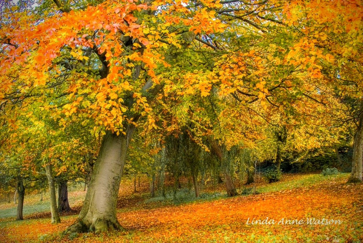 Have an awesome Tuesday ❤️❤️❤️❤️❤️

Autumn Colours to warm your heart 💗

#magicaltrees #armstrongpark #newcastleparks #autumn #tyneandwear #beechtrees #jesmonddene