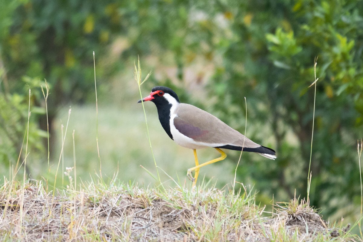 BirdsDelightJpr's tweet photo. Red Wattled Lapwing captured at Central Academy of Police Training, Bhopal, Madhya Pradesh .  
#Bhopal 🇮🇳 #MadhyaPradesh 
#ThePhotoHour 
#NatureInFocus 
#IndiAves 
#Birds 
#BirdWatching 
#BirdPhotography 
#BBCWildlifePOTD 
#BirdsSeenIn2023 
#TwitterNatureCommunity 
#AvianTrails https://t.co/pEUGeJtNhR