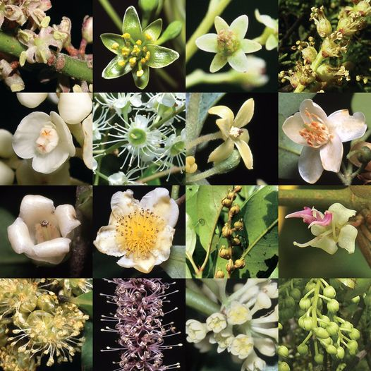We analyzed 19 years of flowering data from the Fushan @ForestGEO plot for 16 species. Our analysis revealed that the flowering times of 13 species were affected by temperature changes. Changing temperatures may impact flowering times, reshaping subtropical ecosystems.