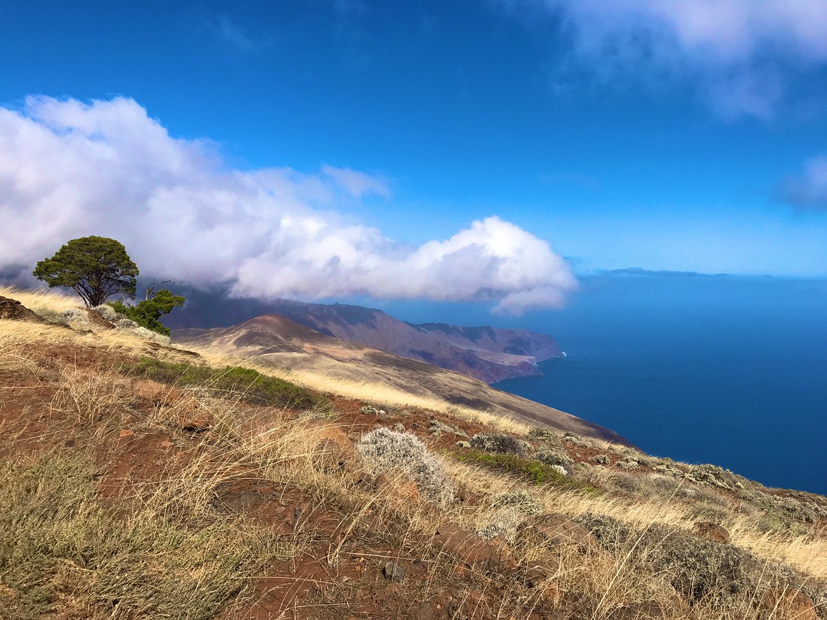 TreeMicrobiome tweet media