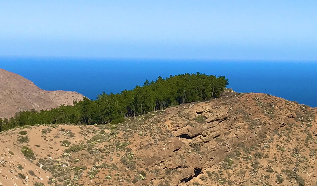 TreeMicrobiome tweet media