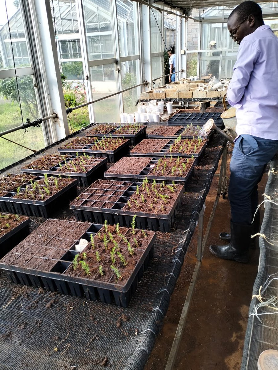 AYEDOSGROUPLTD's tweet photo. The ongoing trials on tree seedlings at KEFRI. Our agronomist team managed to set up an experiment with 10 different treatments. Can't wait to see the outcome!
@KEFRIHQ
#HumusonComplex #HumusonFoliarFertilizer #ClimateChange #15billiontreeschallengeke #EcosystemRestoration https://t.co/kPmzTbWEMz