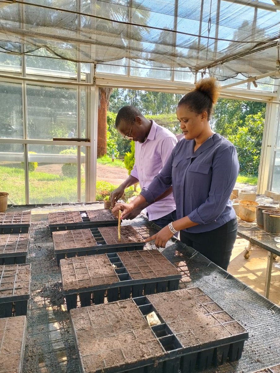 AYEDOSGROUPLTD's tweet photo. The ongoing trials on tree seedlings at KEFRI. Our agronomist team managed to set up an experiment with 10 different treatments. Can't wait to see the outcome!
@KEFRIHQ
#HumusonComplex #HumusonFoliarFertilizer #ClimateChange #15billiontreeschallengeke #EcosystemRestoration https://t.co/kPmzTbWEMz