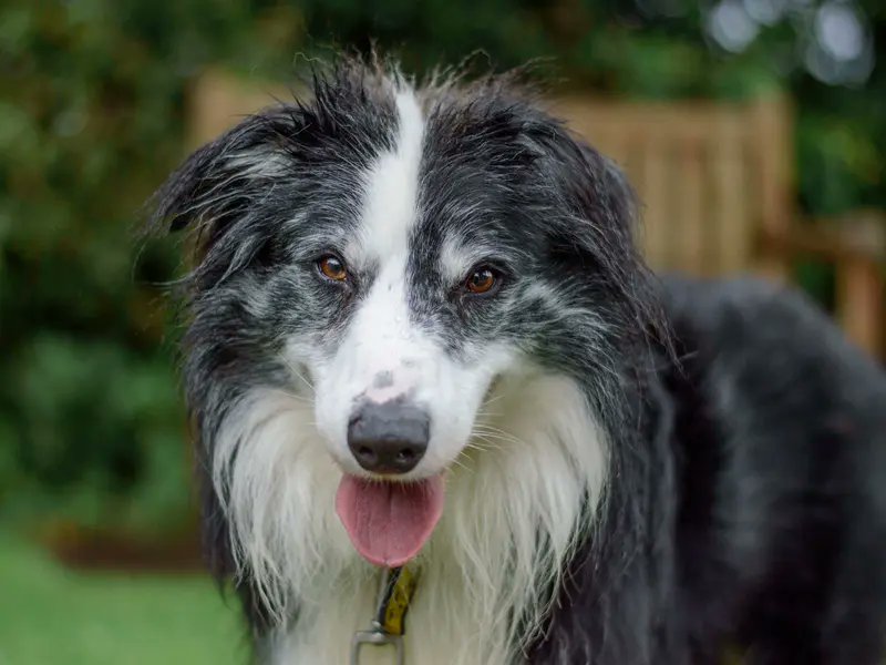 Please retweet to help Pops find a home #WESTMIDLANDS #UK Lovely Border Collie aged 8+. He's has a hard life so far and really deserves a change of luck. With little experience of the world he needs a quiet, adult home as the only pet. Can our retweets help him find a home?…