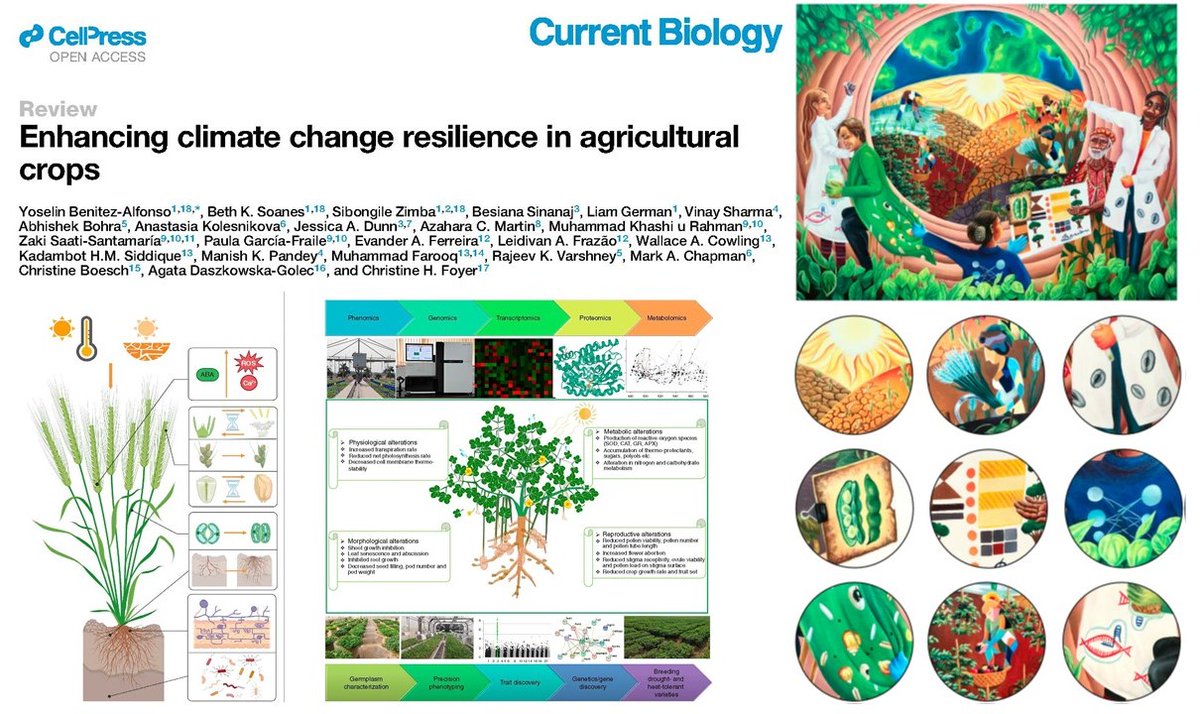 Enjoy reading this recent article on Enhancing climate change resilience in agricultural crops. Thanks to Thanks to collaborators specially @WUNheatwaves @WUNetwork and @UniversityLeeds for leading it. cell.com/curre.../fullt… @rajvarshney @ICRISAT @CurrentBiology