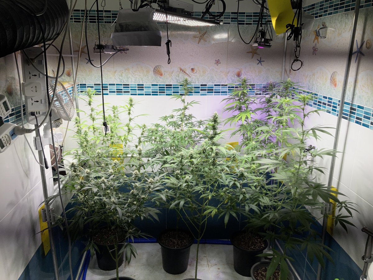 rayong_thc's tweet photo. Good Afternoon. Final round is come.
Welcome all out standing girls.
3 Lilac diesel, 1 White Runs, 3 Jackherer X Wedding Cake F1.
Go go go. 3rd week of flowering. https://t.co/hMQI1qEKVK