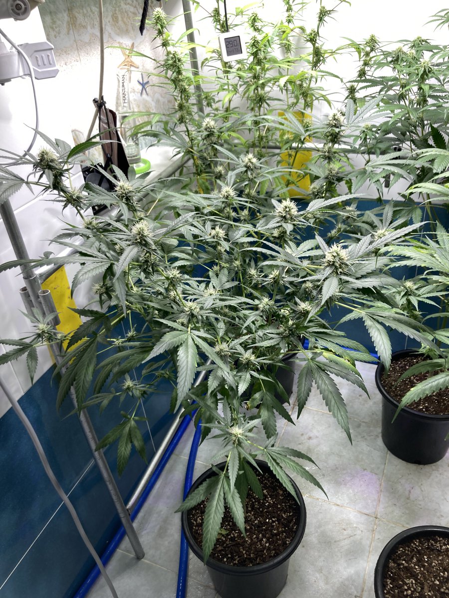 rayong_thc's tweet photo. Good Afternoon. Final round is come.
Welcome all out standing girls.
3 Lilac diesel, 1 White Runs, 3 Jackherer X Wedding Cake F1.
Go go go. 3rd week of flowering. https://t.co/hMQI1qEKVK