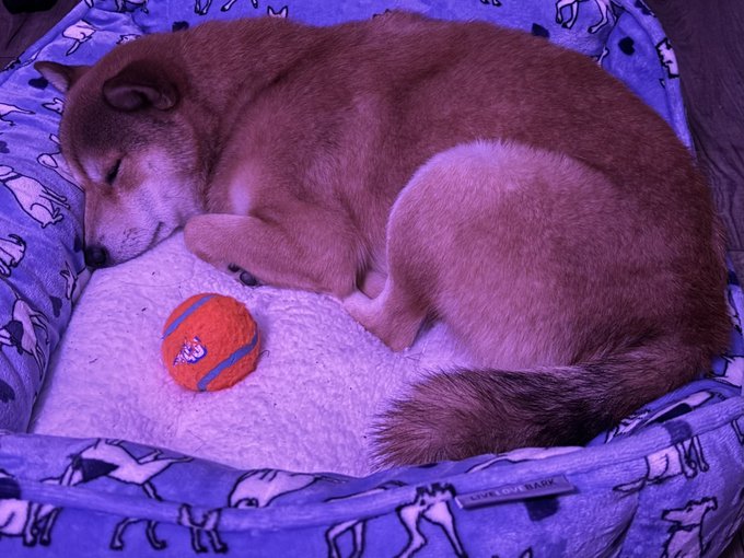 HE LOOKS SO CUTE SLEEPING https://t.co/NePkxVuwAI<a href="/tag/berserk"class="tags"><span>#berserk</span></a>