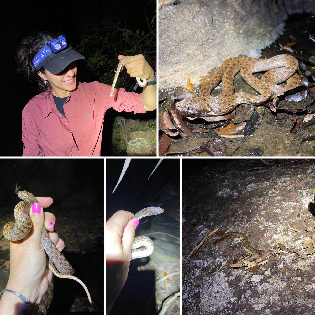 So many Madagascarophis last night, a total of 7! <a href="/PseudohajeSci/">Arianna Kuhn</a>