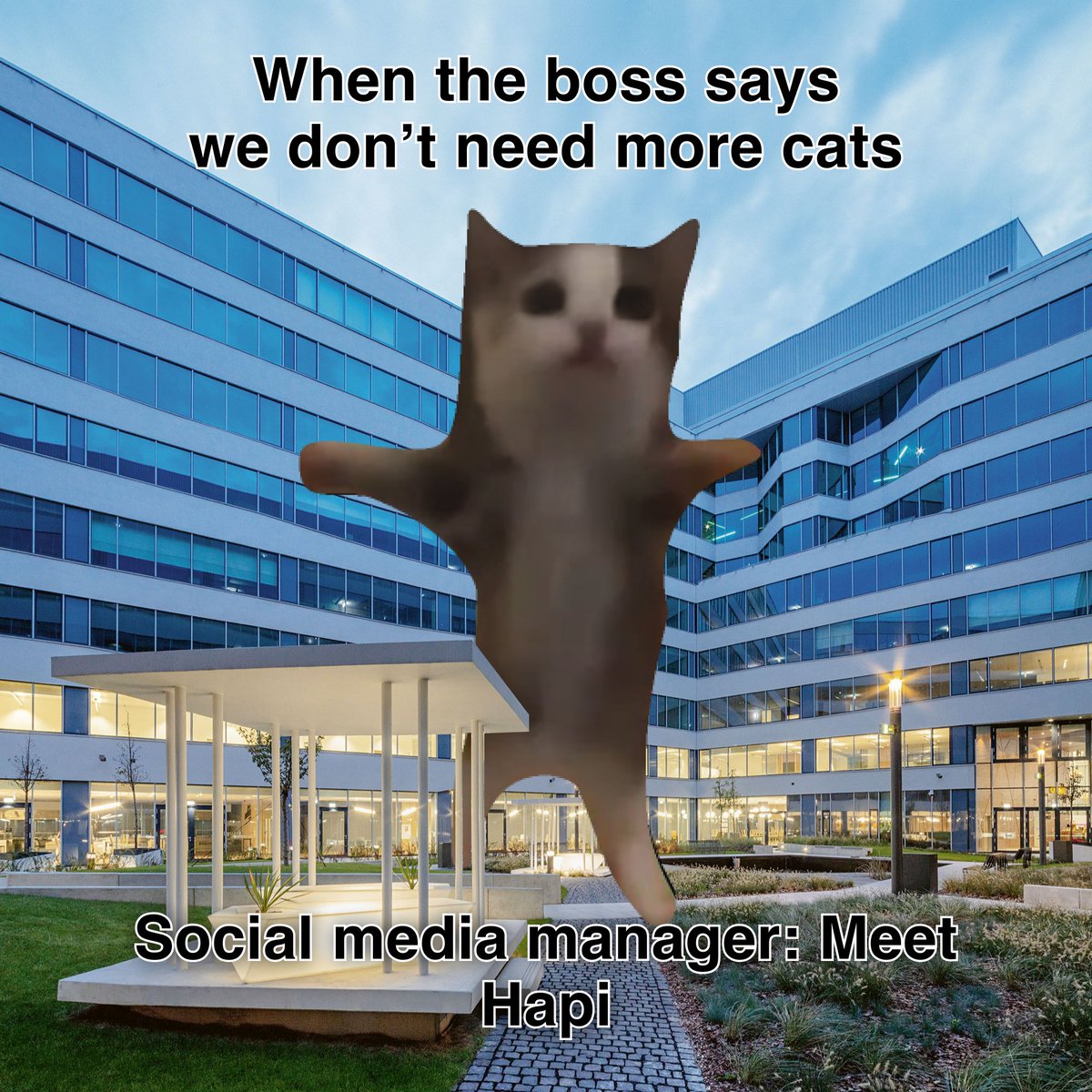 Happy_Cat_Coin's tweet photo. Always need more cats https://t.co/kQRmREkY6q