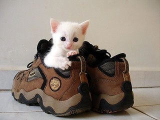 Simon waits for the 10 pairs of sweat socks he ordered so he can fit into his shoes. 😸🤔😸😉 #WearBrownShoesDay #CatsOnTwitter @ThePhilosopurr @GeneralCattis @HarryCatPurrs @CatFanatic9 @LuminousNumino1 @TERRYW_UK @PeterRABBIT67 @briano29 @eliznoelle @EringoB02429272 @lymeist