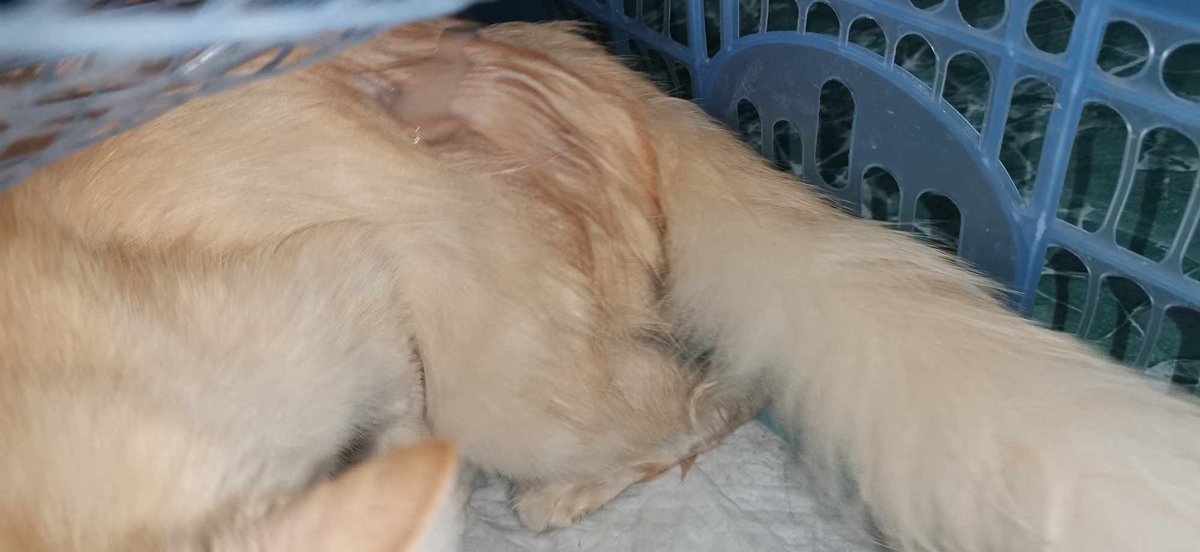 bacaddie's tweet photo. Nagkaroon ng emergency kay Polly. May pumutok na naman sa taas na part naman nyang tiyan. 😭 Wala ng choice but to do surgery na kasi ikakamatay na, risky din daw kung di bubuksan agad :( Nakakasira na ng ulo baka may extra po kayo dyan, kailangan po namin ng tulong. Salamat po. https://t.co/OVrSvt3NSz