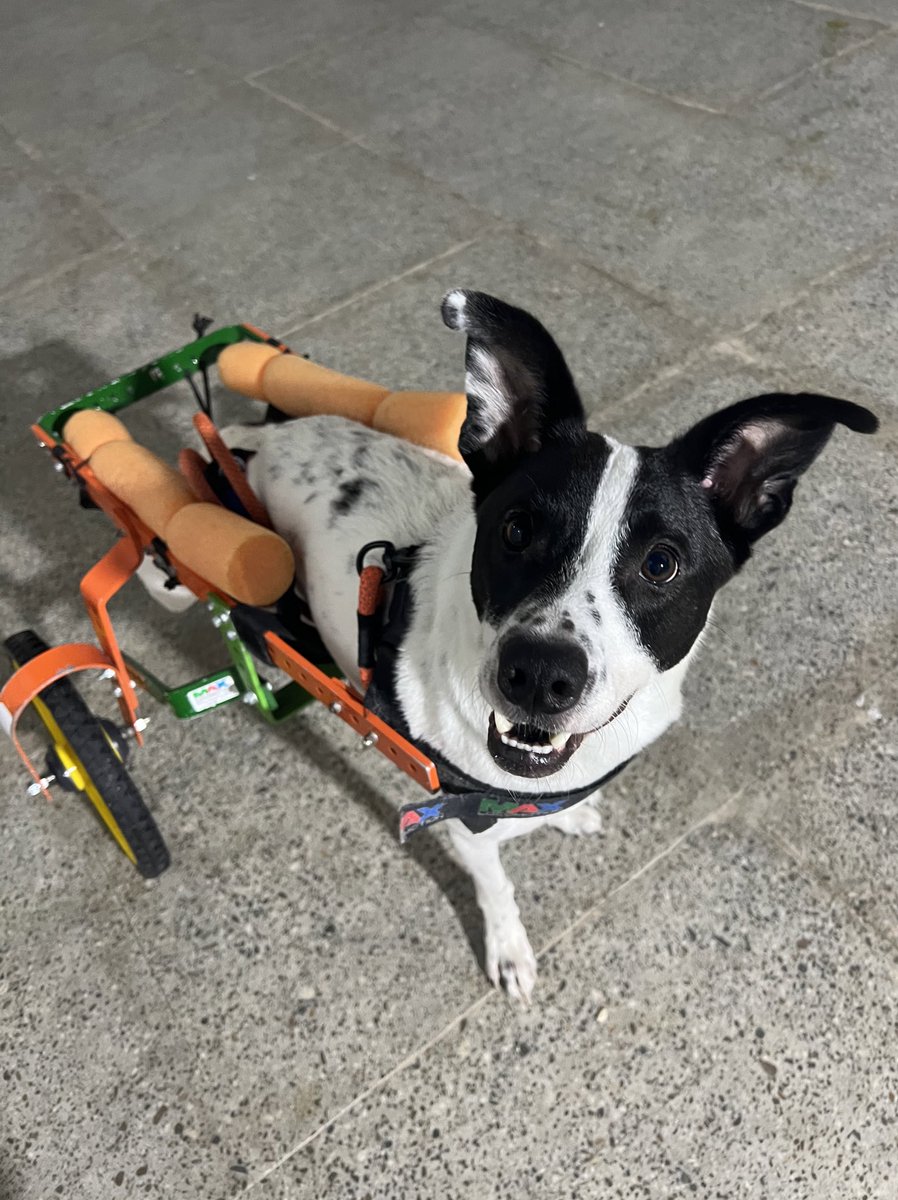 O dia foi tão corrido que eu nem tive tempo de vir aqui pra avisar que temos visita, vai ficar com a gente até o natal rs

Bom dia.