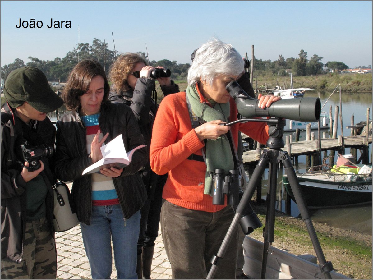 Calling #wader counters! This blog is not just about counts* of Portuguese #waders There's info about how #shorebird numbers are changing in UK and on East Atlantic Flyway. wadertales.wordpress.com/2023/02/14/why… #shorebirds #ornithology * Pleasant weather for counters in Portugal 🌞