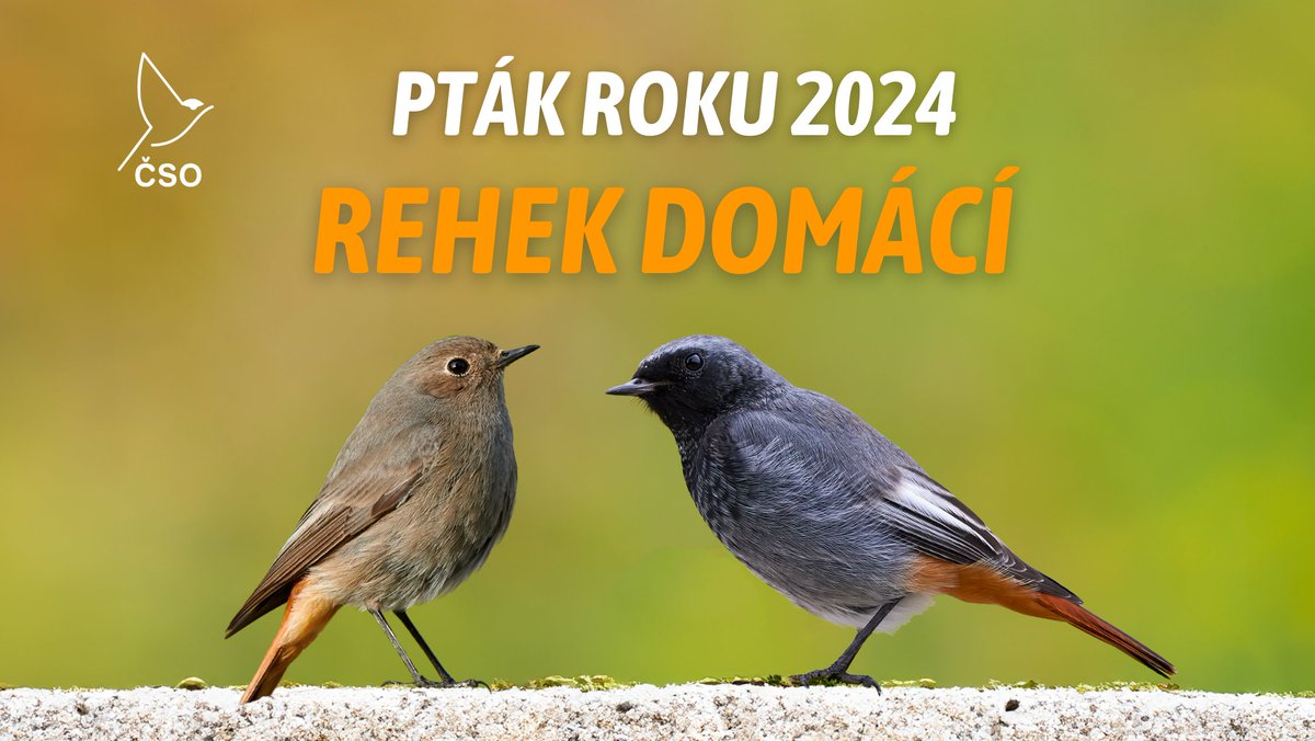 👑 Ptákem roku 2024 je rehek domácí 
birdlife.cz/ptak-roku-2024…

🌍 Zatímco dříve byla naše hnízdní populace přísně tažná, v posledních letech lze v některých městech pozorovat přezimující jedince, které budeme v rámci této kampaně mapovat. Přidejte se!