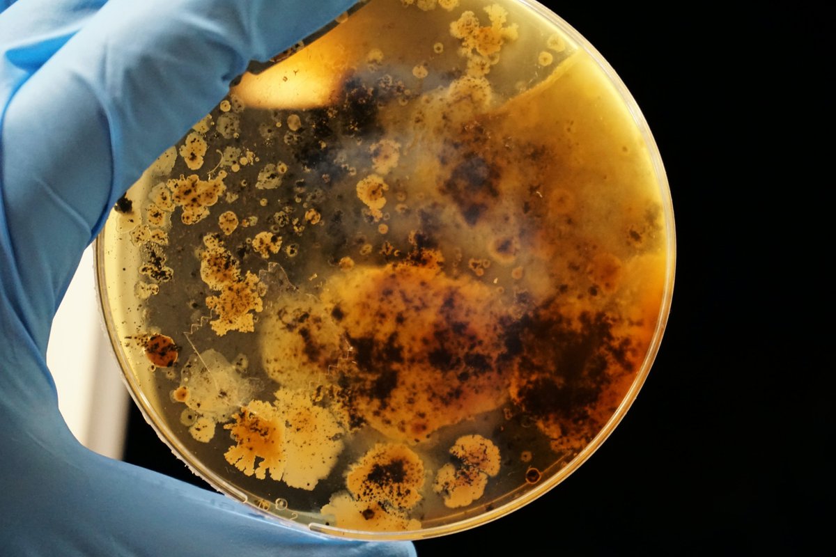 NFDI4Microbiota 🦠 🧬 💻 (@nfdi4microbiota) on Twitter photo Proud to present our #services to support <a href="/FEdA_Biodiv/">FEdA | Biodiversität erforschen und erhalten</a>'s #BiodivGesundheit projects regarding research data management during their one-year conceptual phase together with <a href="/NFDI4BioDiv/">NFDI4Biodiversity</a> @NFDI4Health <a href="/KonsortSwd/">KonsortSWD</a> <a href="/FAIR_agro/">FAIRagro</a> Projects details: t1p.de/ognr6 #NFDIrocks Proud to present our #services to support <a href="/FEdA_Biodiv/">FEdA | Biodiversität erforschen und erhalten</a>'s #BiodivGesundheit projects regarding research data management during their one-year conceptual phase together with <a href="/NFDI4BioDiv/">NFDI4Biodiversity</a> @NFDI4Health <a href="/KonsortSwd/">KonsortSWD</a> <a href="/FAIR_agro/">FAIRagro</a> Projects details: t1p.de/ognr6 #NFDIrocks