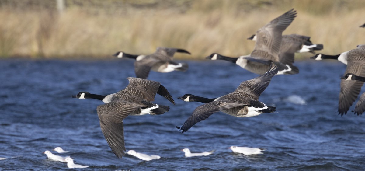 Our study also provides new & updated information on the survival and mean dispersal distance (76km) for non-breeding Canada Geese. Annual mean survival rates ranged between 0.510 and 0.875 over the study period, with a mean of 0.654 #ornithology (Photo G Catley)