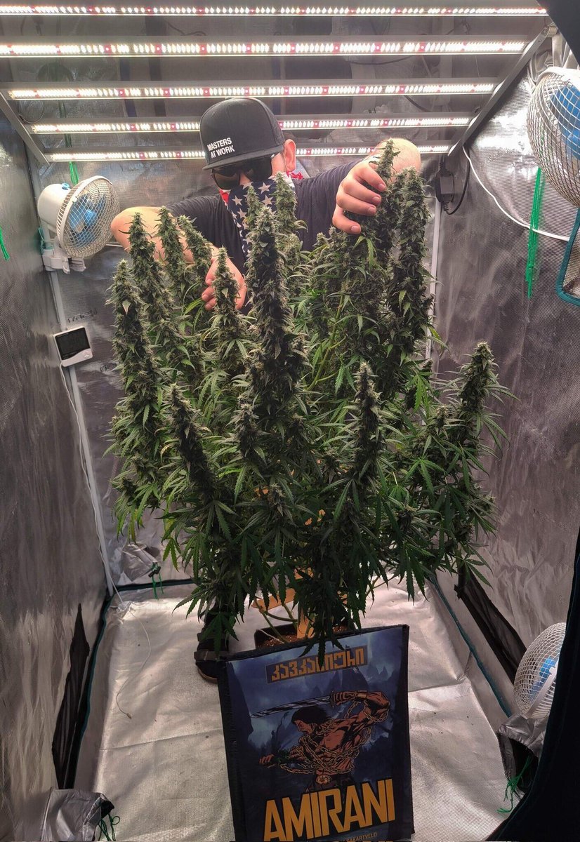 Coco_Pan2022's tweet photo. #FC6500 730Watt ##SamsungLM301B diodes provide the ideal spectrum for photosynthesis,Light That Plants Love!

imagefrom：@GrowerHaoss
Amazon Search:@marshydrofc6500 https://t.co/M2CmuQAL7D